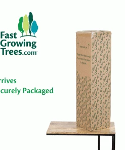 Fast Growing Trees White Orchid Plant Gift Plants