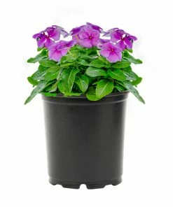 No Warranty Blue Vinca