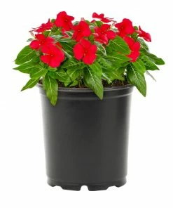 No Warranty Red Vinca Annuals