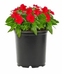 No Warranty Red Vinca Annuals