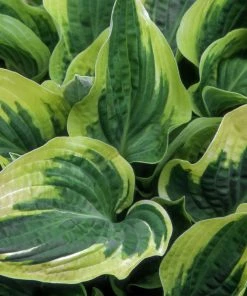 Fast Growing Trees Wide Brim Hosta See All Shrubs & Hedges