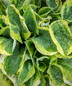 Fast Growing Trees Wide Brim Hosta See All Shrubs & Hedges