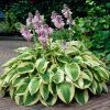 Fast Growing Trees Wide Brim Hosta See All Shrubs & Hedges