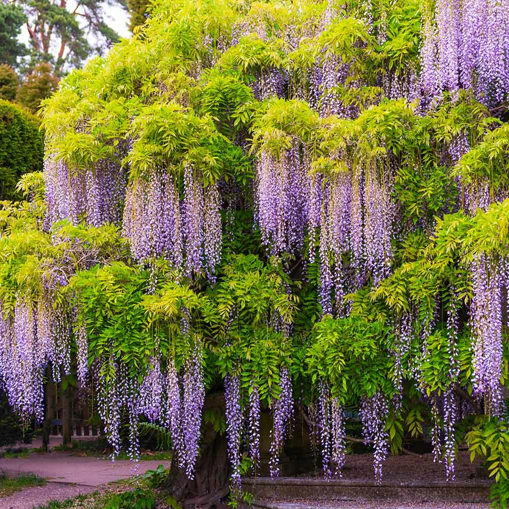 Fast Growing Trees Wisteria - Tree Form See All Shrubs & Hedges 5 Fast Growing Trees Wisteria - Tree Form See All Shrubs & Hedges