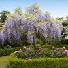 Fast Growing Trees Wisteria - Tree Form See All Shrubs & Hedges