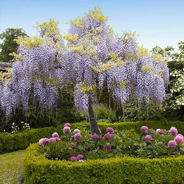 Fast Growing Trees Wisteria - Tree Form See All Shrubs & Hedges 3 Fast Growing Trees Wisteria - Tree Form See All Shrubs & Hedges
