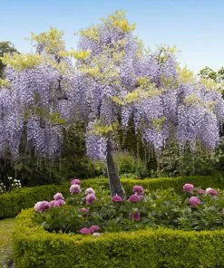 Fast Growing Trees Wisteria - Tree Form See All Shrubs & Hedges