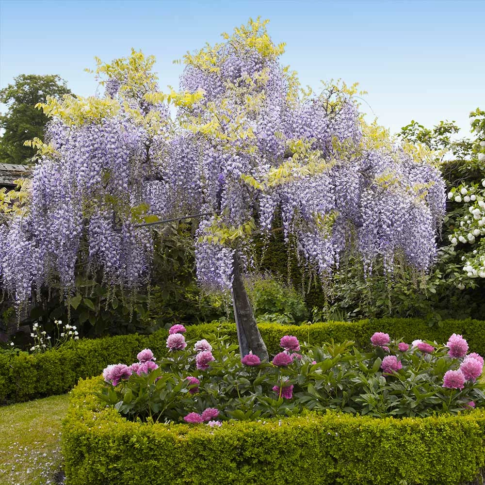 Fast Growing Trees Wisteria - Tree Form See All Shrubs & Hedges 4 Fast Growing Trees Wisteria - Tree Form See All Shrubs & Hedges